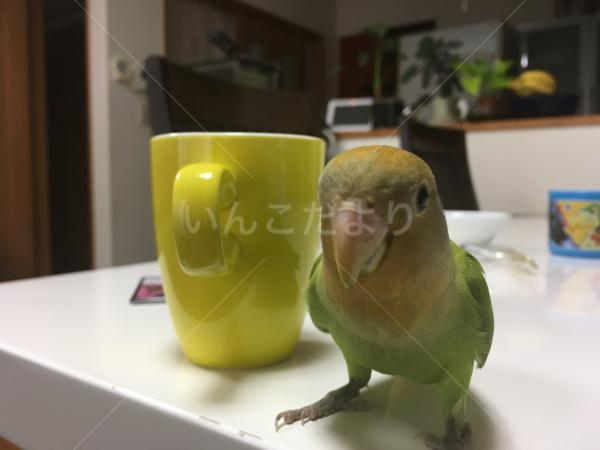 迷い鳥の写真