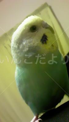 迷い鳥の写真