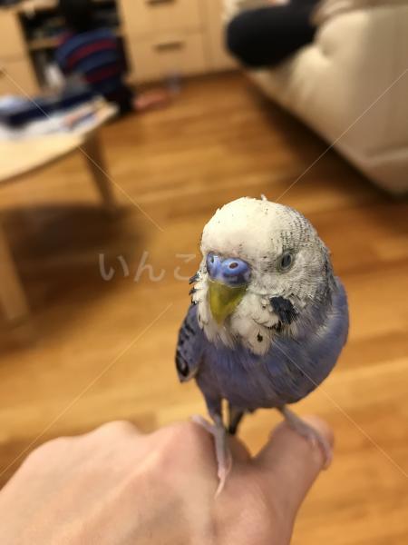 迷い鳥の写真