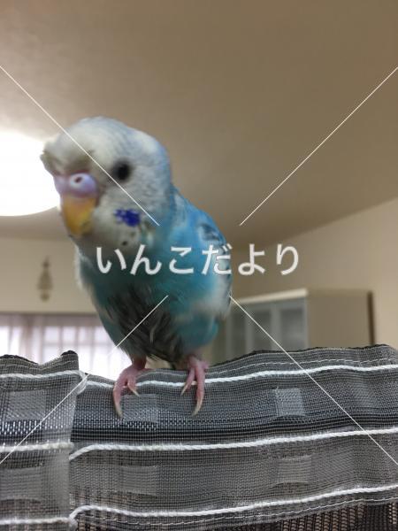 迷い鳥の写真