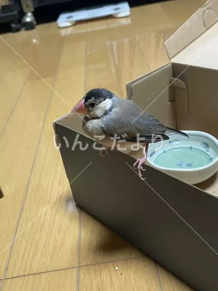 保護鳥の写真