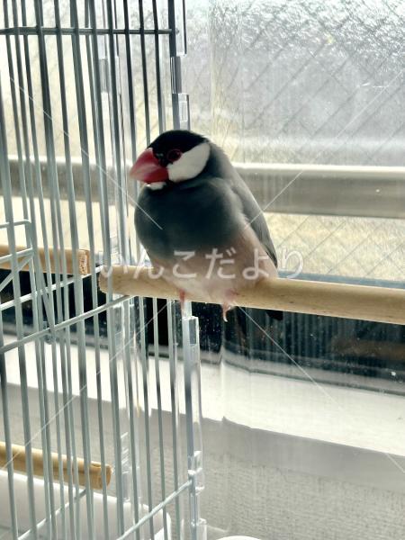 迷い鳥の写真
