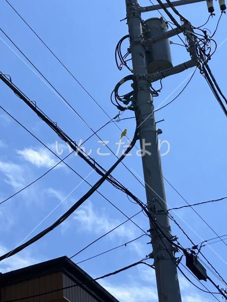 迷い鳥の写真