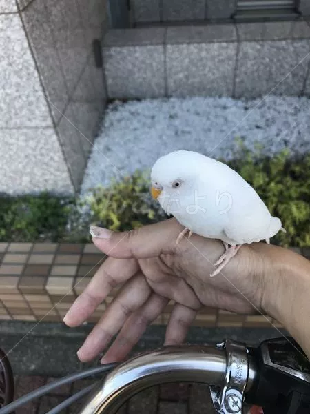 保護鳥の写真