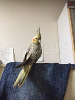 迷い鳥の写真