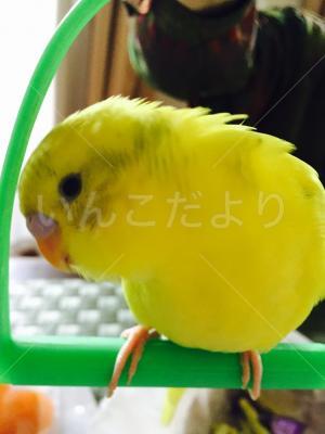 迷い鳥の写真