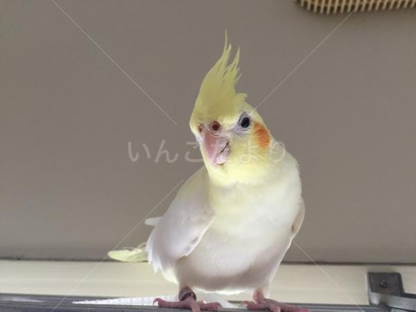迷い鳥の写真