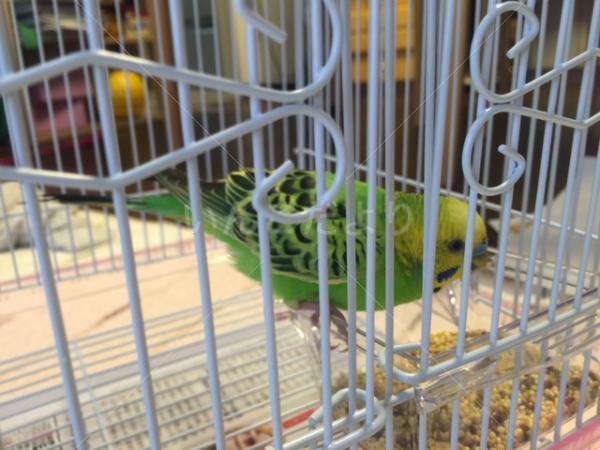 保護鳥の写真