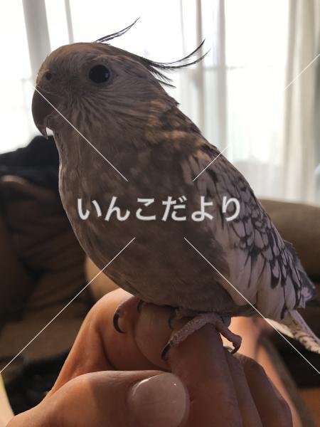 迷い鳥の写真