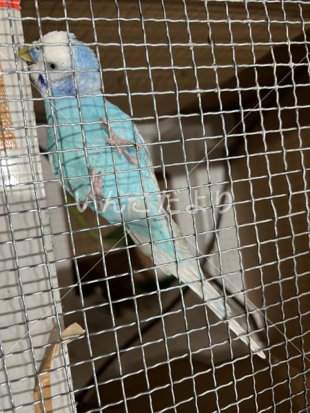 保護鳥の写真