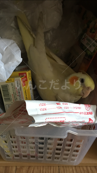 迷い鳥の写真