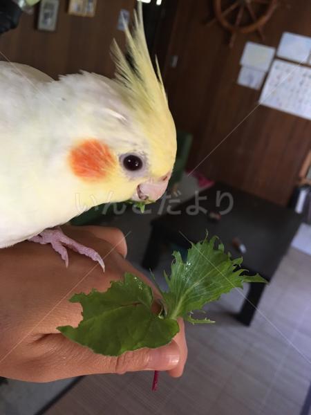 迷い鳥の写真