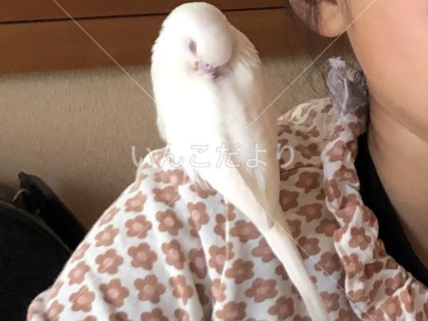 迷い鳥の写真