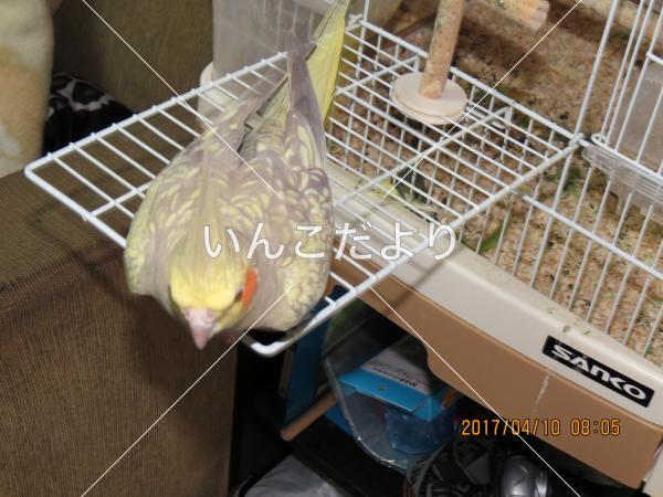 迷い鳥の写真