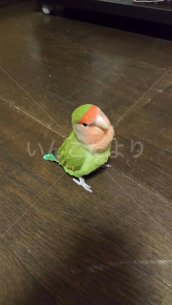 迷い鳥の写真