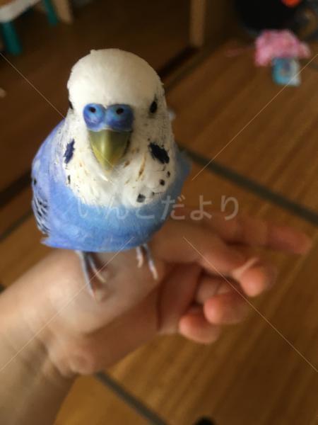迷い鳥の写真