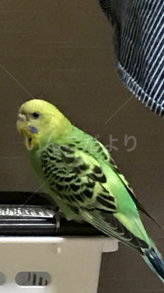 迷い鳥の写真