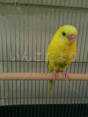 保護鳥の写真