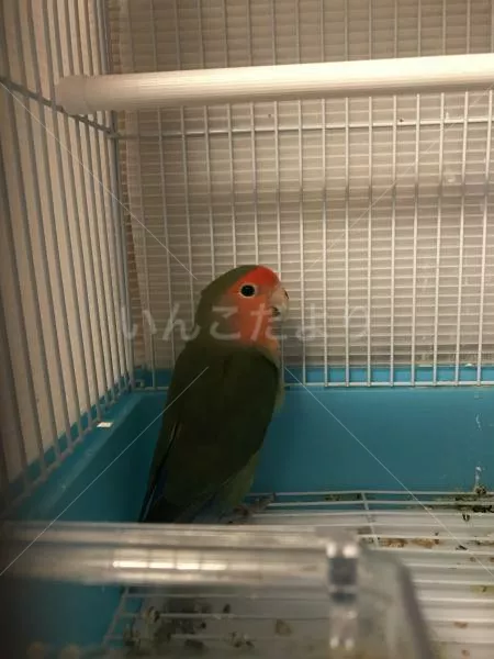 保護鳥の写真