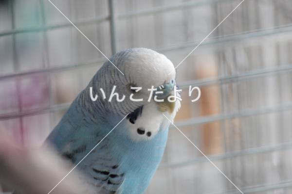 保護鳥の写真