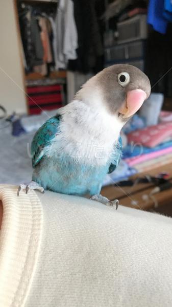 保護鳥の写真