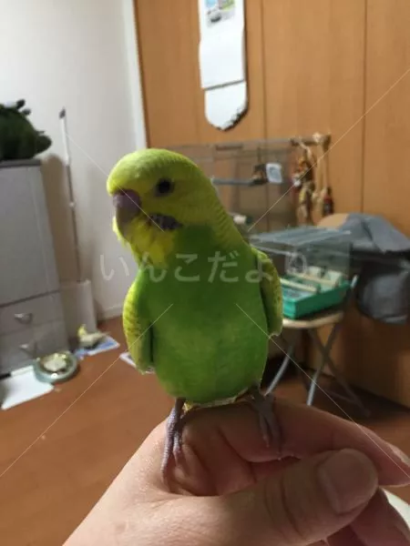 保護鳥の写真
