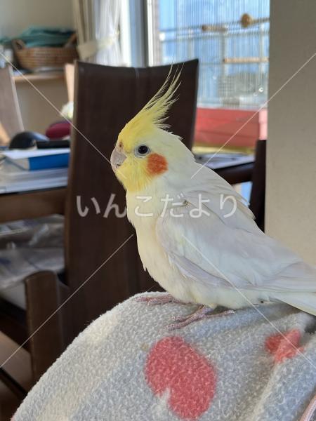 迷い鳥の写真
