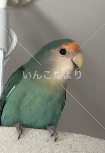 迷い鳥の写真