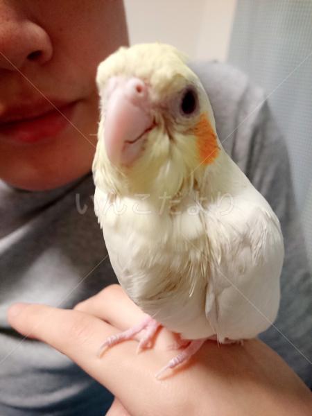 迷い鳥の写真