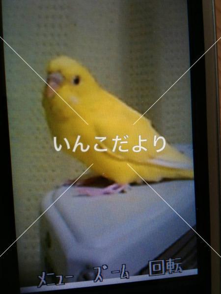 迷い鳥の写真