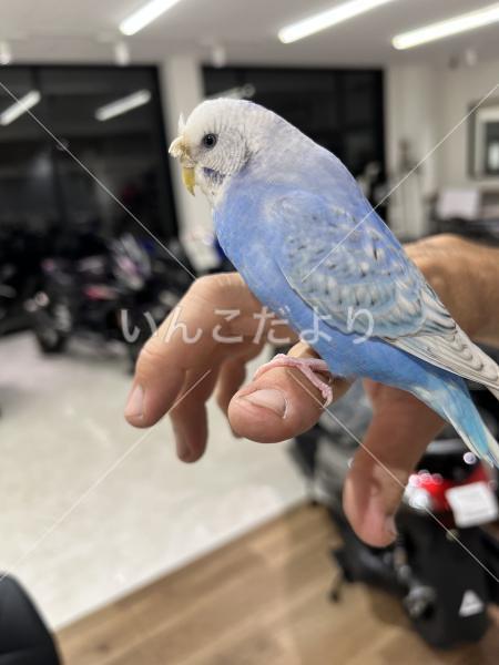 保護鳥の写真