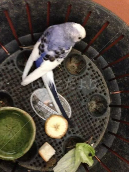 保護鳥の写真
