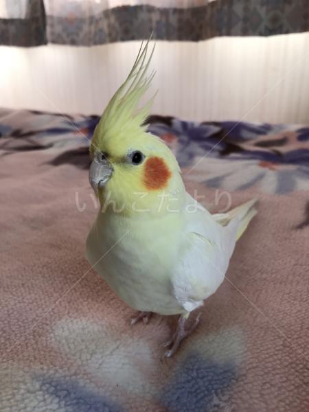 迷い鳥の写真