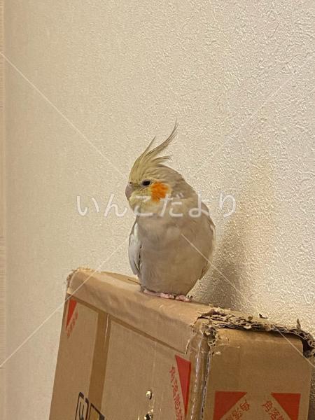 迷い鳥の写真