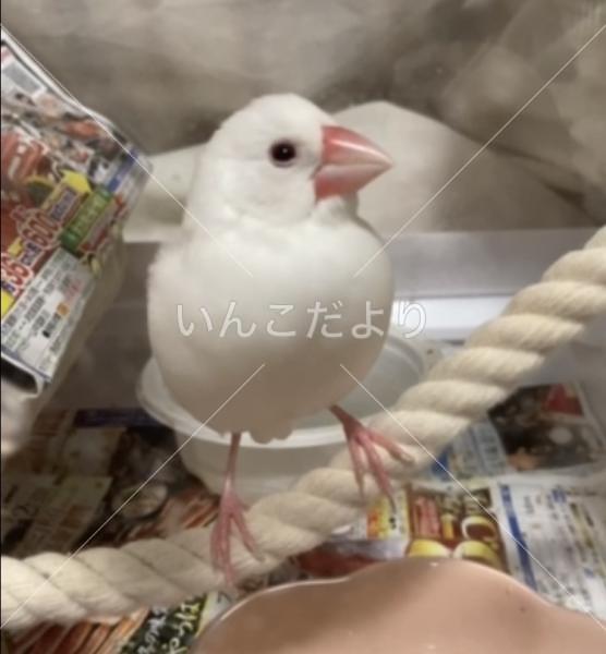 迷い鳥の写真