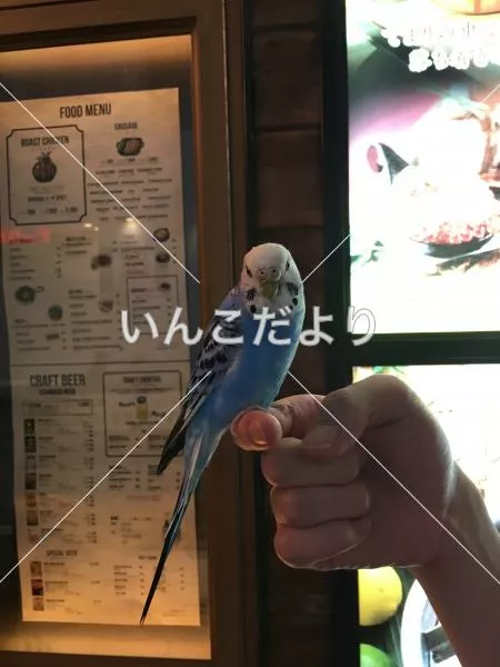 保護鳥の写真
