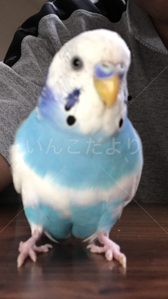 迷い鳥の写真
