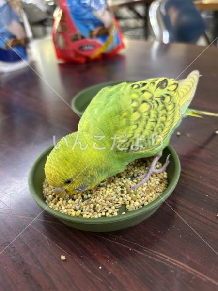 保護鳥の写真