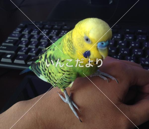 迷い鳥の写真