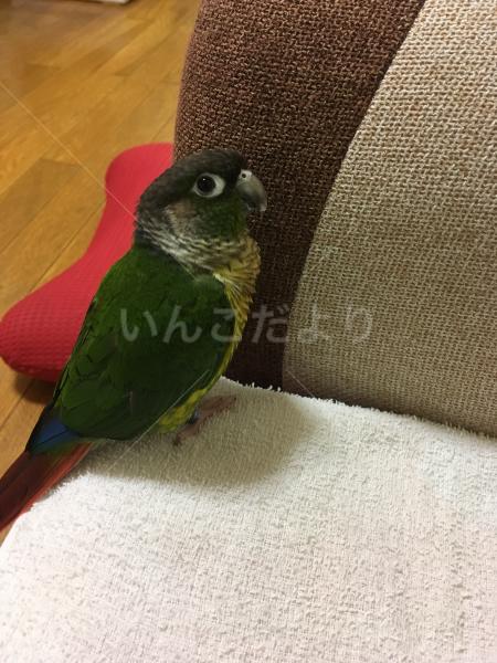 迷い鳥の写真