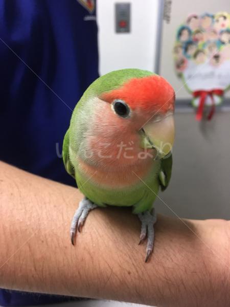 保護鳥の写真