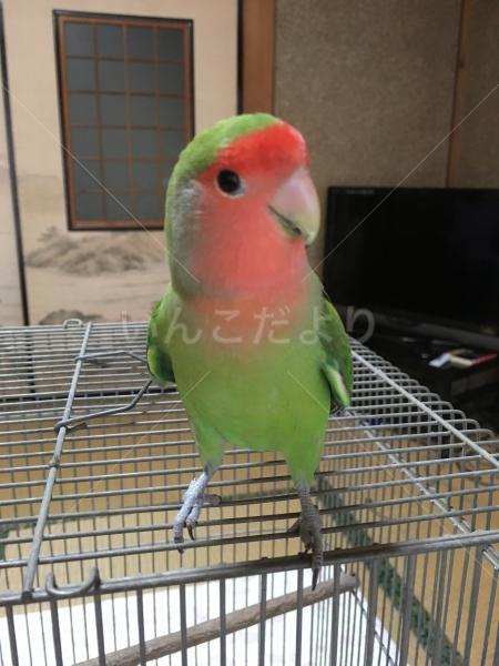 保護鳥の写真