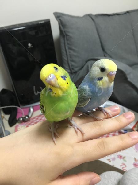 迷い鳥の写真