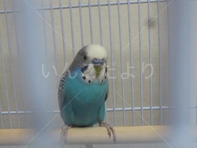 保護鳥の写真