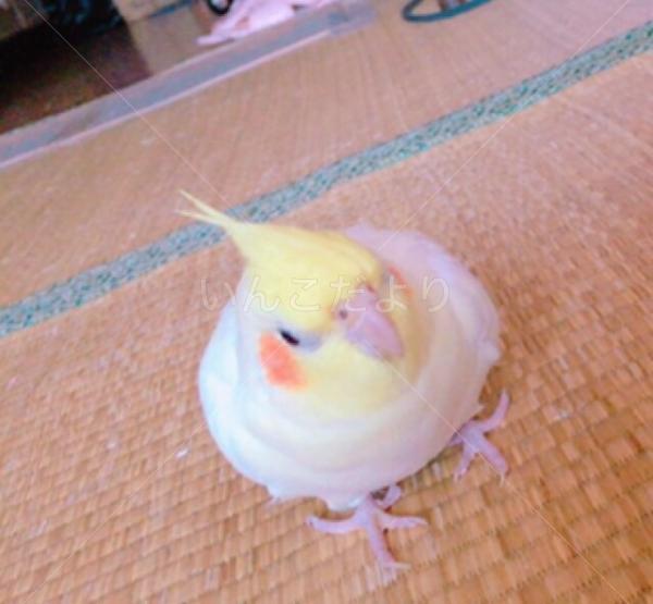 迷い鳥の写真