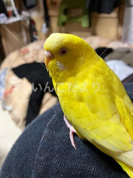 保護鳥の写真