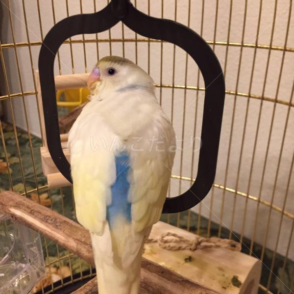 迷い鳥の写真