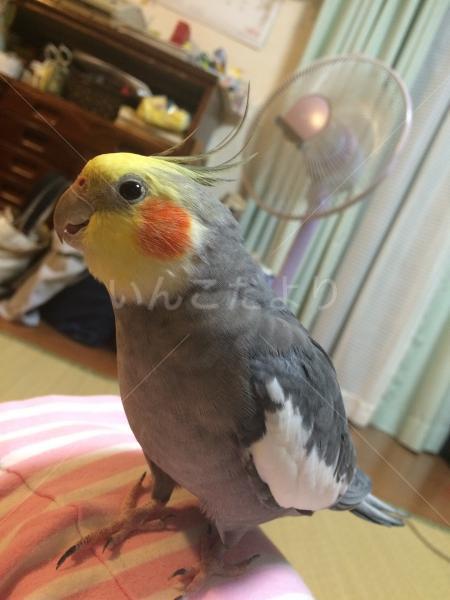 迷い鳥の写真