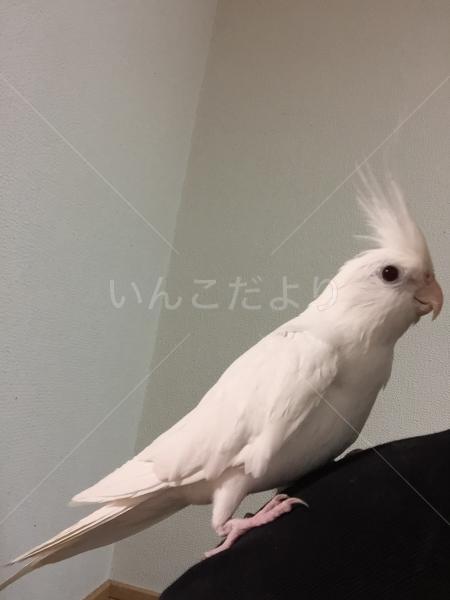 迷い鳥の写真