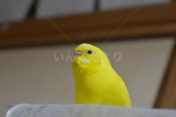 迷い鳥の写真
